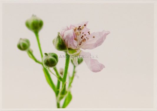 Postkarte "Anna Schamschula - Blüte und Knospen der Brombeere