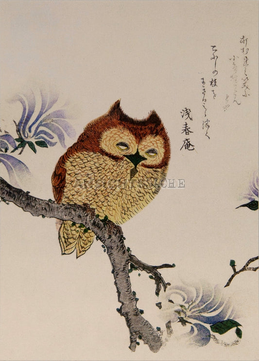 Postkarte "Kubo Shunman - Eule auf einem Magnolienzweig"